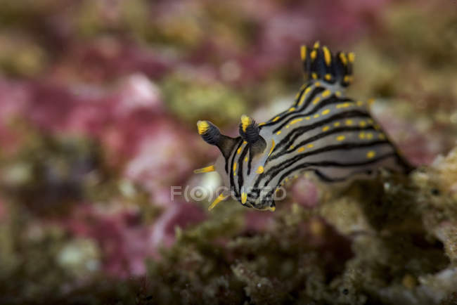Polycera atra nudibranchia — Foto stock