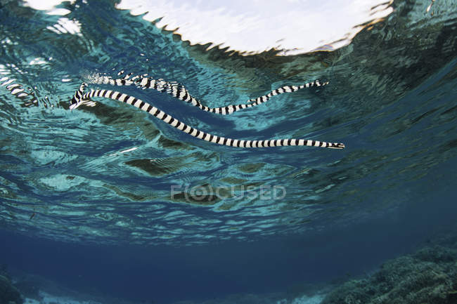 Sea snake reflected in water surface — Stock Photo
