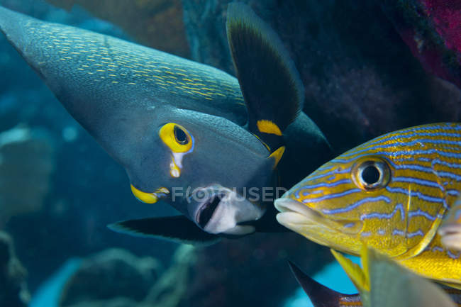 Francês angelfish e azul listrado grunhido — Fotografia de Stock