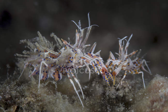 Paire de crevettes tigrées épineuses — Photo de stock