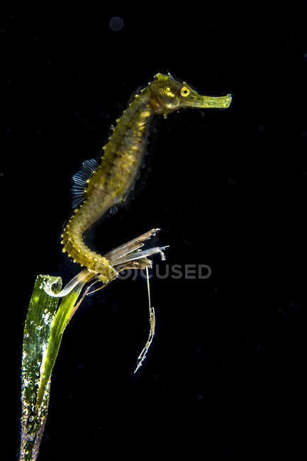 Pelagic seahorse in dark water — Stock Photo
