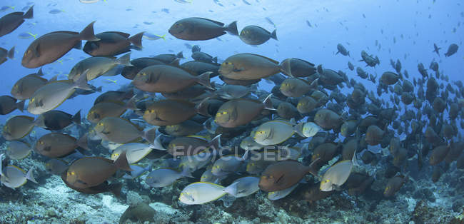 Escola de yellowmask cirurgionfish — Fotografia de Stock