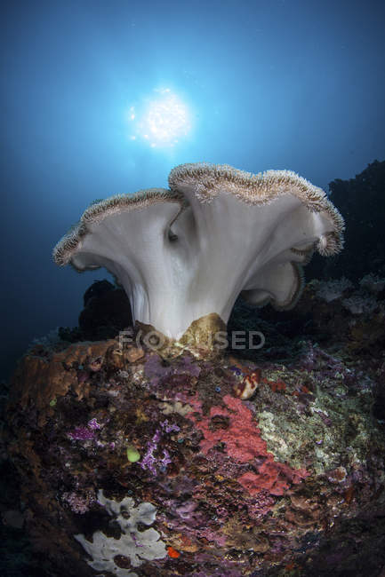 Colônia de corais macios em recifes no Estreito de Lembeh, Indonésia — Fotografia de Stock