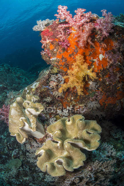 Colorful reef scene with yellow and red dendronephthya, Cenderawasih Bay, West Papua, Indonesia — Stock Photo