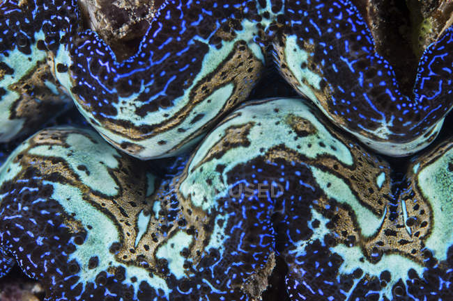Farbenfrohe Großaufnahme einer Riesenmuschel — Stockfoto