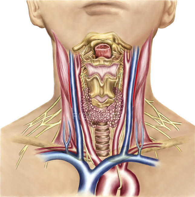 Anatomía del cuello que muestra arterias de la región faríngea y tiroides - foto de stock