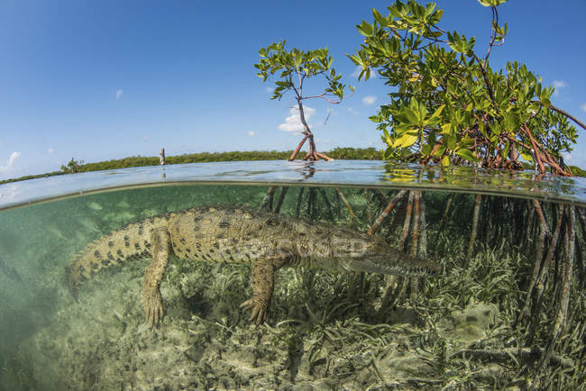 Amerikanisches Salzwasserkrokodil schwimmt in Mangroven, Jardines de la reina, Kuba — Stockfoto