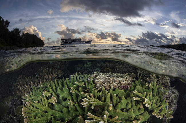Барвисті рифові корали на рифі — стокове фото