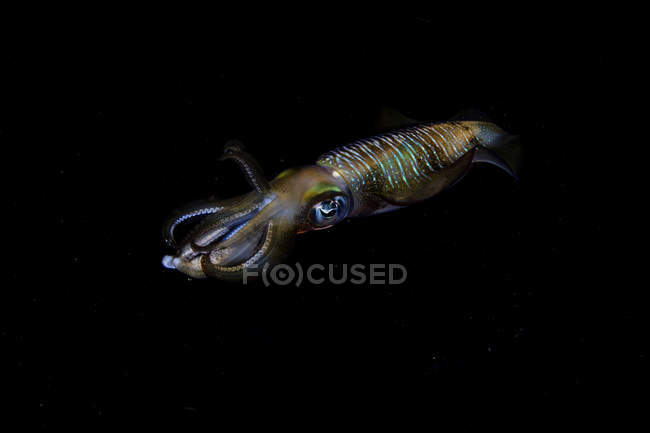 Calamari della barriera corallina bigfin in bilico al buio — Foto stock