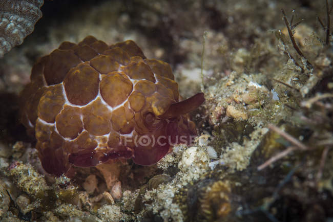 Lesma marinha no habitat natural — Fotografia de Stock