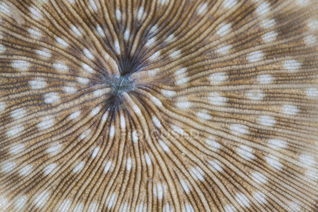 Разноцветная грибная коралловая поверхность — стоковое фото