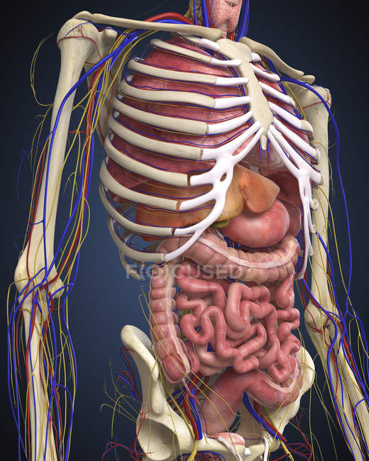 Midsection humano con órganos internos - foto de stock
