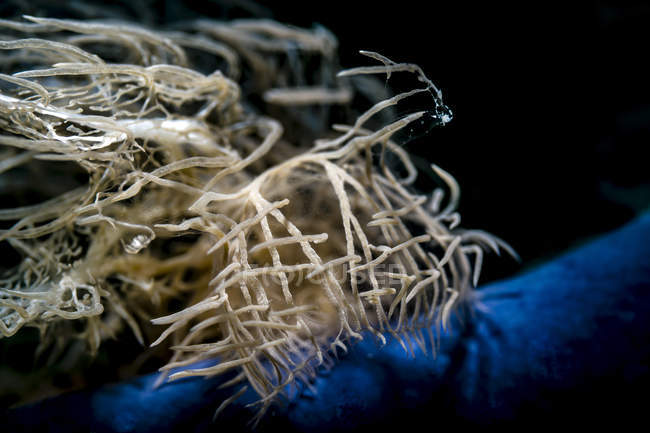 Melabi colemani nudibranchia — Foto stock