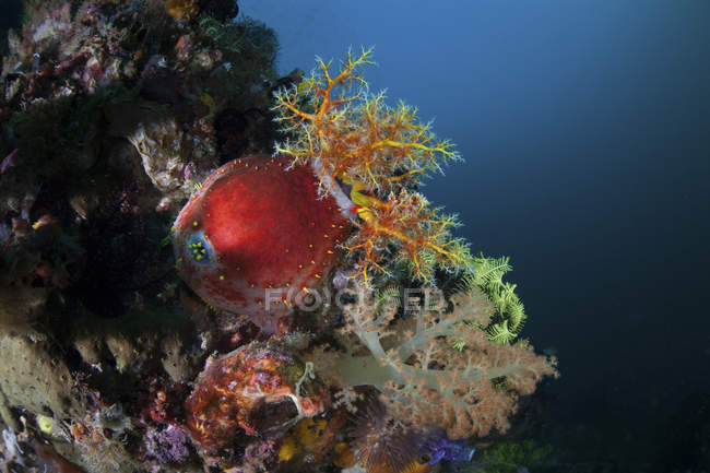 Manzana de mar colorida en el arrecife - foto de stock