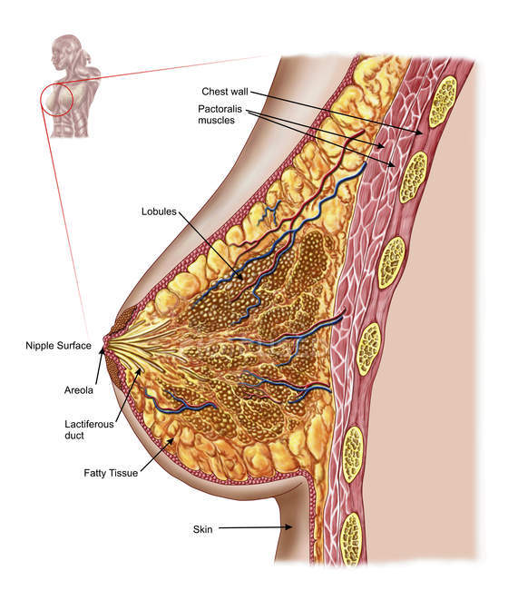 Anatomy of the female breast with labels — Stock Photo