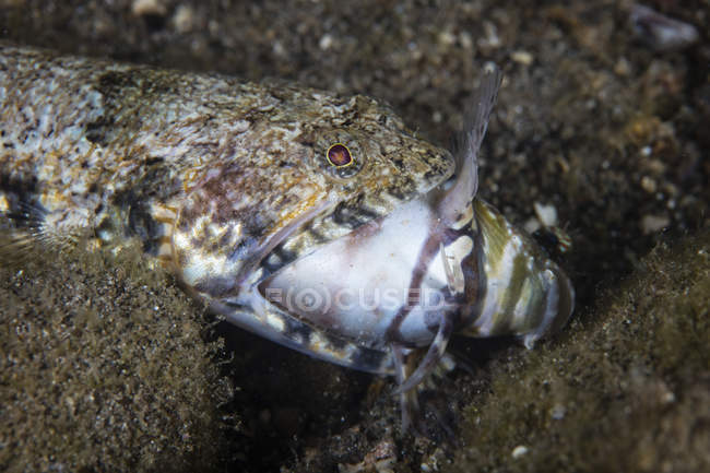 Lagarto comendo blenny no fundo do mar — Fotografia de Stock