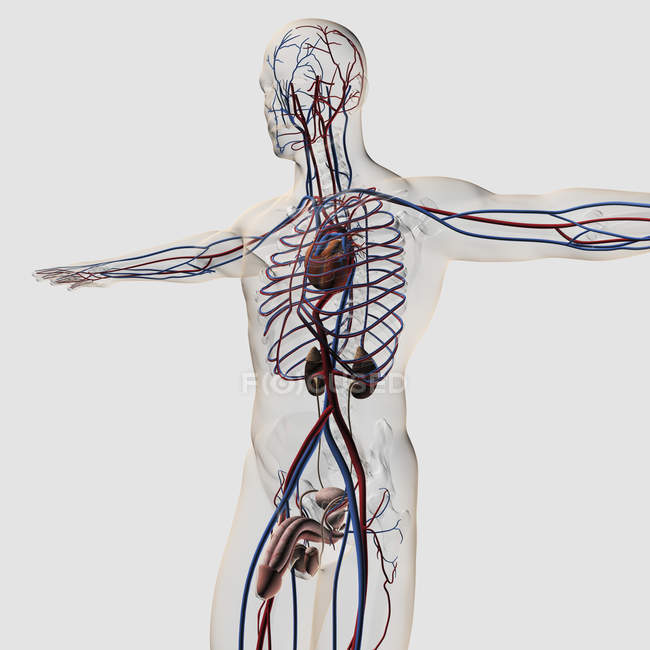 Ilustración médica tridimensional del sistema reproductor masculino con venas y arterias - foto de stock