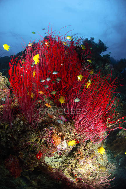 Chicotes do mar e coral macio — Fotografia de Stock