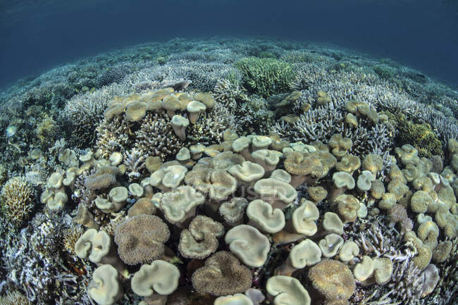 Setas y corales duros en aguas poco profundas - foto de stock