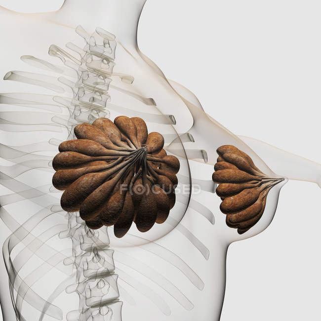 Vista tridimensional de las glándulas mamarias en el sistema reproductor femenino - foto de stock