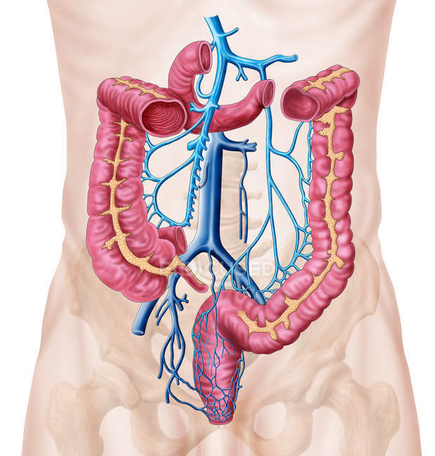Anatomía del sistema venoso abdominal humano - foto de stock