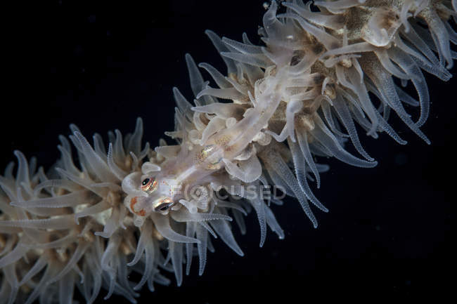 Fil de corail gobie sur Cirripathes corail — Photo de stock