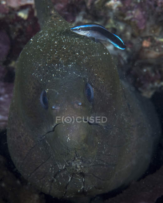 Moray anguila con wrasse limpiador - foto de stock