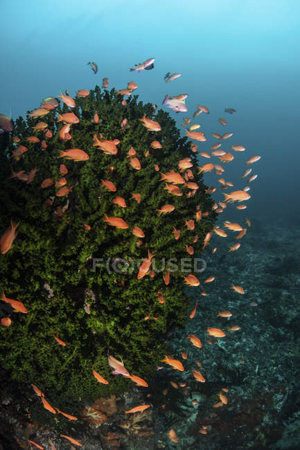 Colorful Anthias fish swimming over reef — Stock Photo