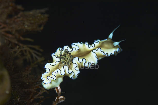 Glossodoris atromarginata nudibranch au-dessus de l'herbe marine — Photo de stock