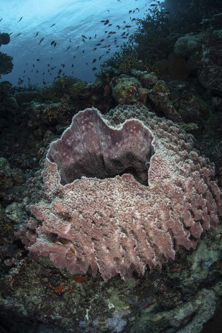 Esponja de barril masiva en el arrecife - foto de stock