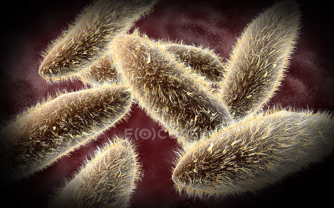 Vista microscópica de ciliatos unicelulares de paramecio - foto de stock