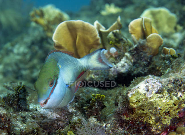 Redband parrotfish swimming over reef — Stock Photo