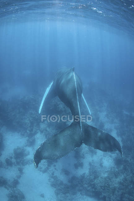 Ballena jorobada nadando en agua azul - foto de stock