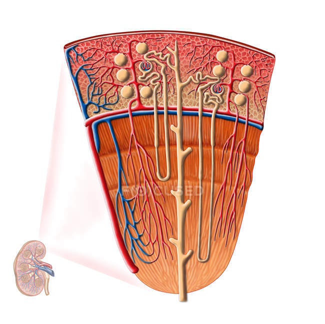 Anatomie der menschlichen Nierenfunktion — Stockfoto