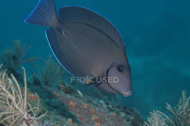 Poisson-chirurgien bleu nageant au-dessus du récif — Photo de stock