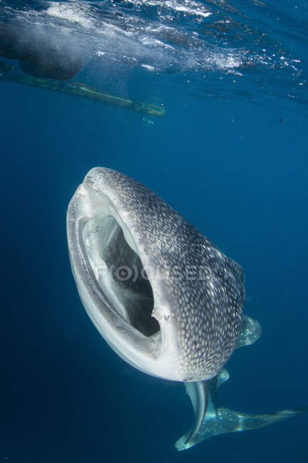 Китовая акула с открытым ртом — стоковое фото