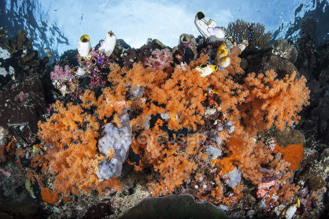 Coloridos corales suaves en el arrecife - foto de stock