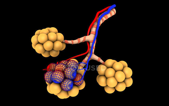 Illustrazione medica di alveoli su sfondo nero — Foto stock