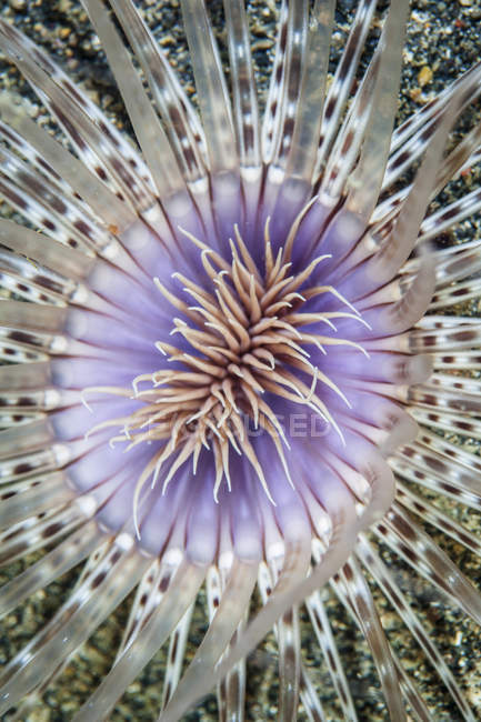 Tubo anemone primo piano colpo — Foto stock