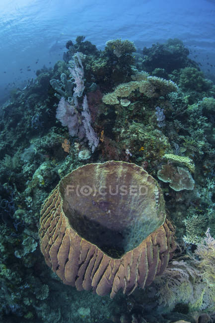 Массивная губка для бочек на рифе — стоковое фото