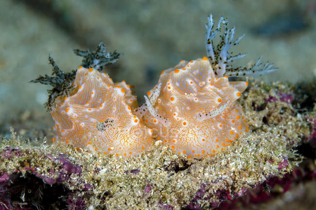 Halgerda batangas nudibranchs — Stock Photo