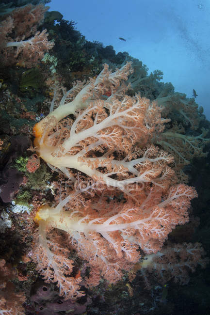 Corales blandos prosperando en los arrecifes profundos - foto de stock