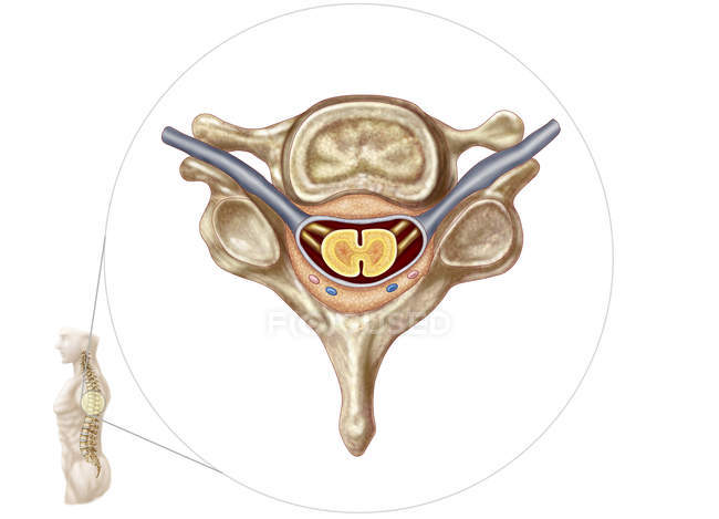 Ilustración médica de la anatomía de vértebras humanas - foto de stock
