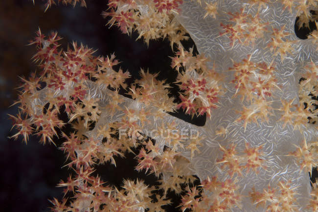 Coral del árbol en el arrecife de Fiji - foto de stock