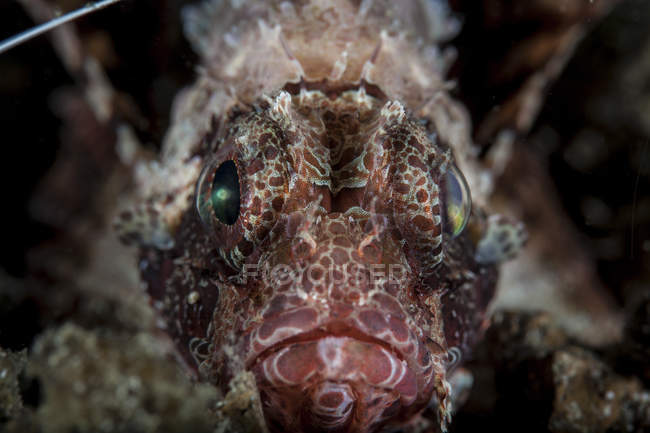 Lionfish à nageoires courtes gros plan headshot — Photo de stock