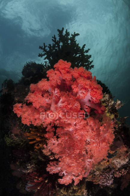 Colonia de coral blando creciendo en arrecife - foto de stock