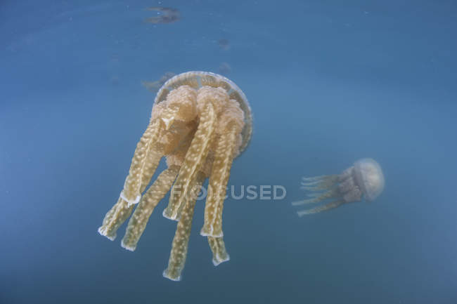 Золотые медузы у поверхности воды — стоковое фото