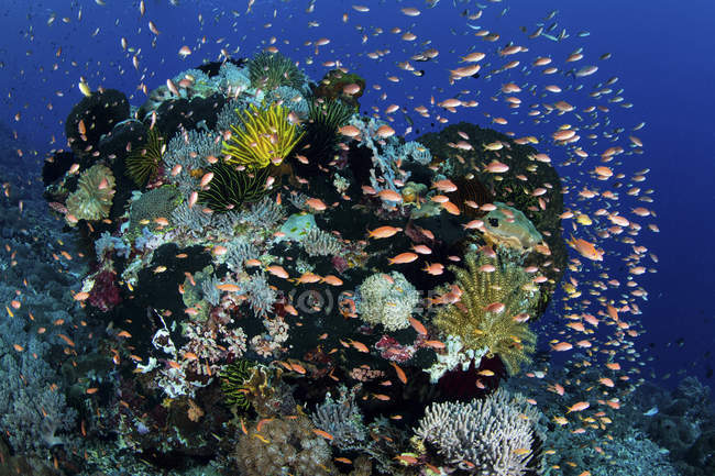 Colorful reef fish swimming near Alor — Stock Photo