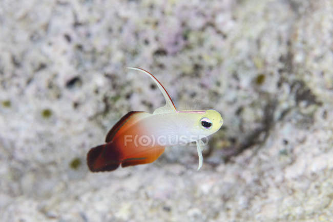 Fuoco dartfish nuotare sopra la barriera corallina — Foto stock