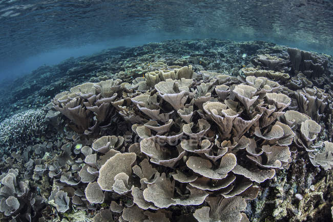 Coraux fragiles en eaux peu profondes à Raja Ampat, Indonésie — Photo de stock